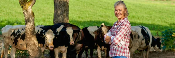 Mujer en granja rural con vaca lechera. —  Fotos de Stock