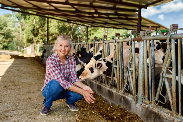 Idős nő a vidéki gazdaságban tejelő tehén. — Stock Fotó