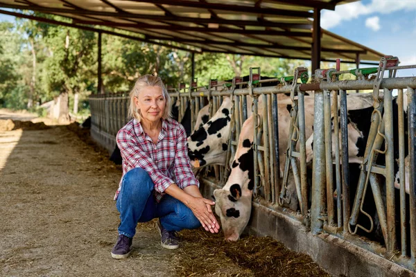 Mulher na fazenda rural com vaca leiteira. — Fotografia de Stock