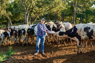 İnek çiftliğindeki mutlu erkek çiftçi sürüsü .