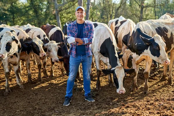 Boldog férfi farmer tehén gazdaság körül csorda . — Stock Fotó