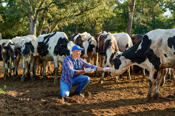 Çiftçi çiftlikte ineklerle çalışıyor.. — Stok fotoğraf
