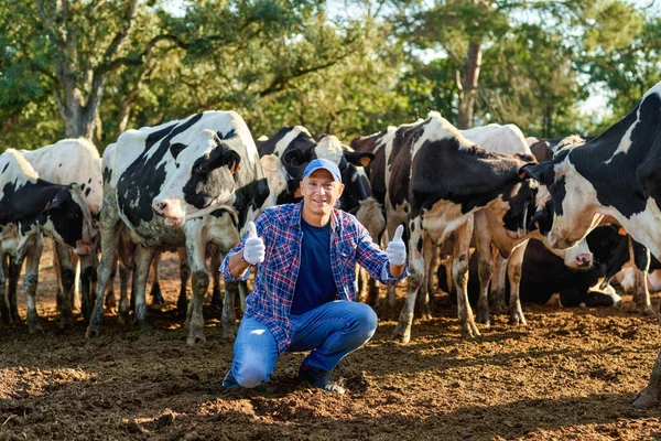 Agriculteur travaille à la ferme avec des vaches laitières. — Photo