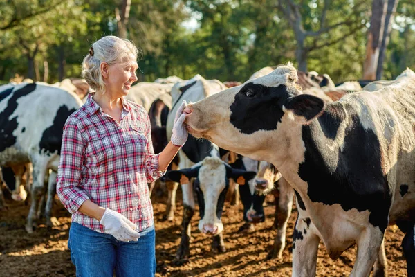 Boldog férfi farmer tehén gazdaság körül csorda . — Stock Fotó