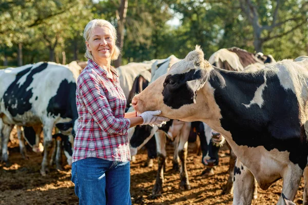 Mulher agricultora na fazenda de vacas em torno do rebanho. — Fotografia de Stock