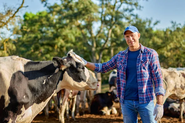 Agricultor está trabajando en granja con vacas lecheras. — Foto de Stock