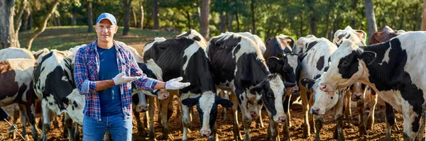 Фермер працює на фермі з молочними коровами . — стокове фото