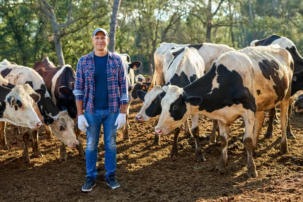 Çiftçi çiftlikte ineklerle çalışıyor.. — Stok fotoğraf