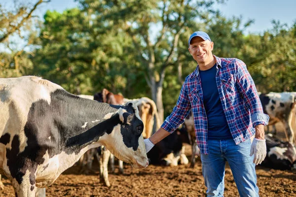 Boldog férfi farmer tehén gazdaság körül csorda . — Stock Fotó