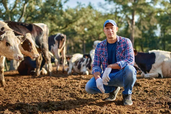 Rolnik pracuje w gospodarstwie z krowami mlecznymi. — Zdjęcie stockowe