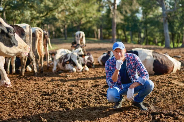 Agricultor está trabajando en granja con vacas lecheras. — Foto de Stock