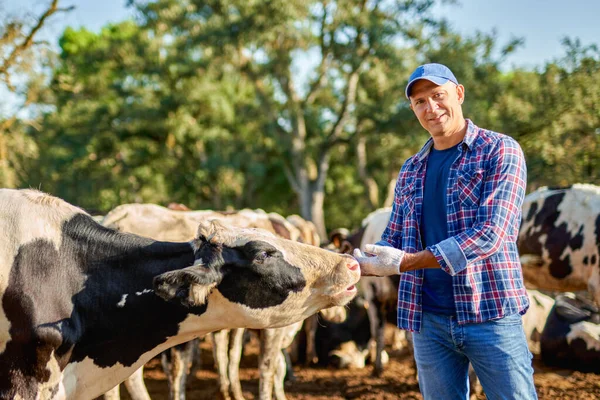 A gazda tejelő tehenekkel dolgozik a gazdaságban.. — Stock Fotó