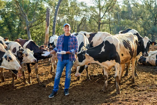 Agricultor está trabalhando na fazenda com vacas leiteiras. — Fotografia de Stock