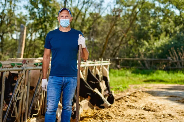 Férfi farmer maszk vírus elleni védelemben a gazdaságban tejelő tehenekkel. — Stock Fotó