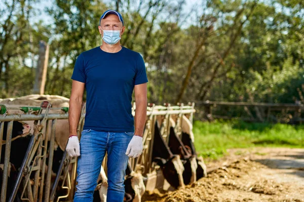 Granjero está trabajando hombre en la máscara virus protectionon en la granja con vacas lecheras. —  Fotos de Stock