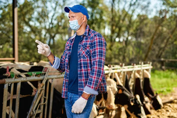 酪農家は酪農牛と農場でマスクウイルス保護で働いている男. — ストック写真