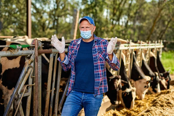 Male farmer wearing an antivirus mask has problemsat farm with dairy cows. — Stock Photo, Image