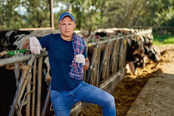 Agricultor está trabajando en granja con vacas lecheras. — Foto de Stock