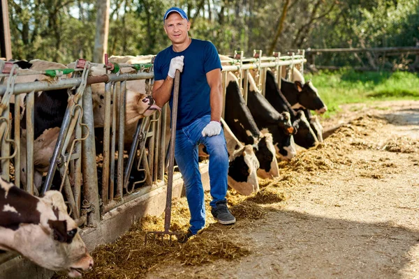 Lantbrukare arbetar på lantgård med mjölkkor. — Stockfoto