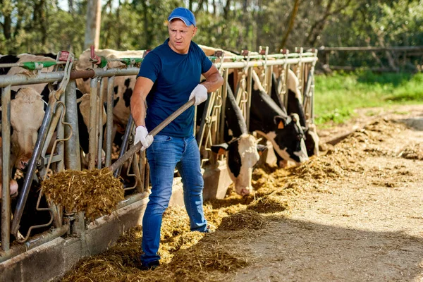 Αγρότης εργάζεται σε αγρόκτημα με αγελάδες γαλακτοπαραγωγής. — Φωτογραφία Αρχείου