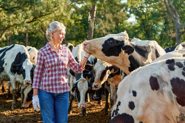 Mulher agricultora na fazenda de vacas em torno do rebanho. — Fotografia de Stock