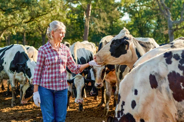 Agricultor está trabalhando na fazenda com vacas leiteiras. — Fotografia de Stock