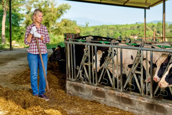 Retrato do agricultor alimentando vacas na fazenda — Fotografia de Stock