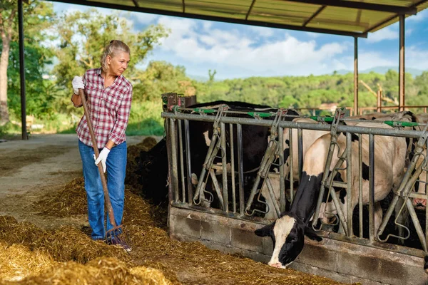 Mulher agricultor está trabalhando na fazenda com vacas leiteiras — Fotografia de Stock