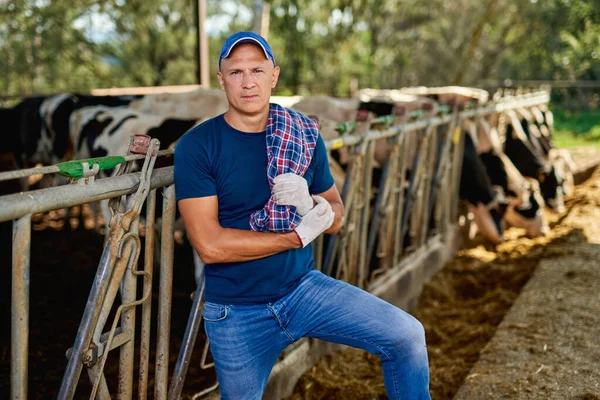 A gazda tejelő tehenekkel dolgozik a gazdaságban.. — Stock Fotó