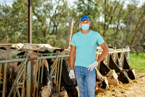 头戴防毒面罩的男性农场主在奶牛的农场里遇到了问题. — 图库照片