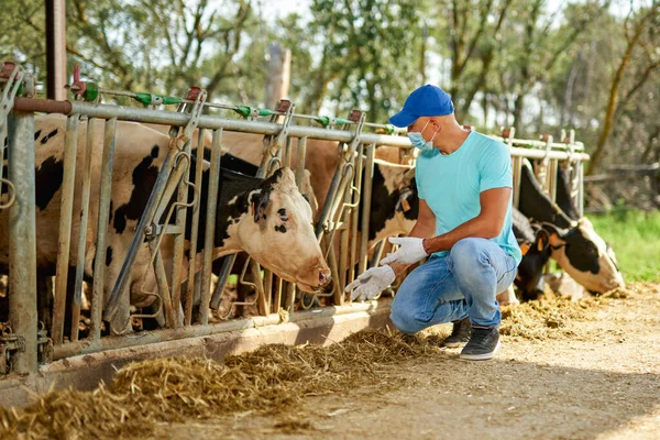 Hombre agricultor con una máscara antivirus tiene problemáticasgranja con vacas lecheras. — Foto de Stock
