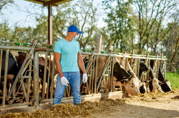 Férfi farmer visel antivírus maszk problemsat farm tejelő tehenek. — Stock Fotó