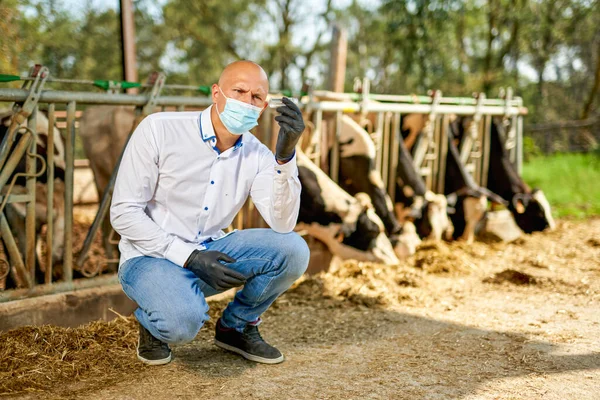 Férfi tehén állatorvos a gazdaságban veszi elemzések — Stock Fotó