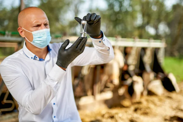 Male cow veterinarian at farm takes analyzes — Stock Photo, Image