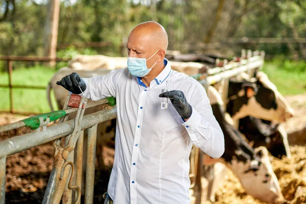 Veterinarian at farm cattle takes analyzes — Stock Photo, Image
