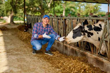 Çiftçi çiftlikte ineklerle çalışıyor.