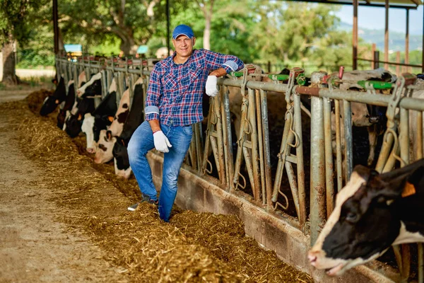 Farmer is working on farm with dairy cows — Stock Photo, Image