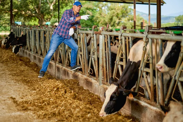 Agricultor está trabalhando na fazenda com vacas leiteiras — Fotografia de Stock