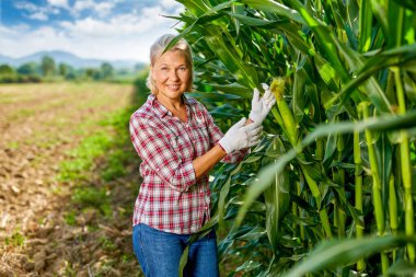 Kadın çiftçi tarlada mısır hasat ediyor..