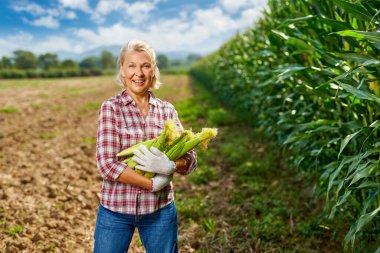 Mısır hasadında olgun kadın çiftçi.