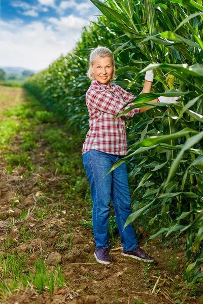 Vrouwelijke boer oogst maïs in het veld. — Stockfoto