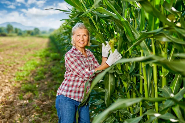 Woman farmer harvesting crop corn in field. — Stock Photo, Image