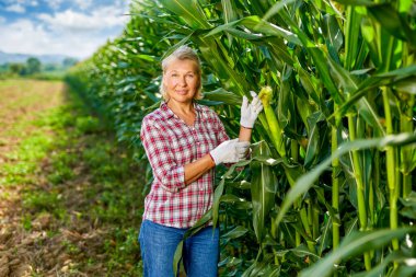 Kadın çiftçi tarlada mısır hasat ediyor..