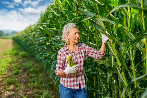 Kvinnlig bonde skördar majs — Stockfoto