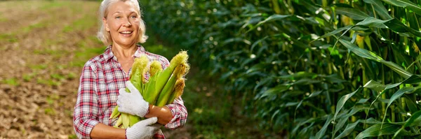 Női farmer kukoricaterméssel — Stock Fotó