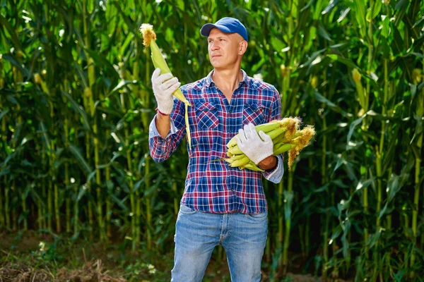 Hombre agricultor con un cultivo de maíz — Foto de Stock