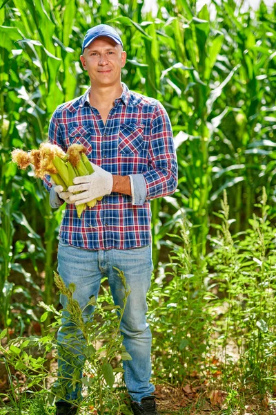 Hombre agricultor con una cosecha de maíz — Foto de Stock