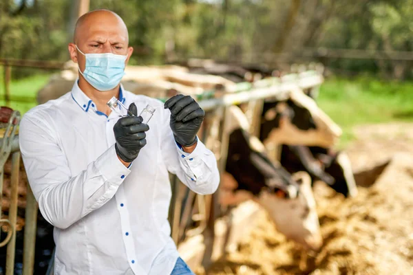 Férfi tehén állatorvos a gazdaságban veszi elemzések — Stock Fotó