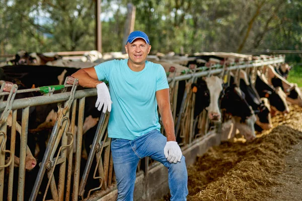 A férfi farmer tejelő tehenekkel dolgozik a farmon.. — Stock Fotó