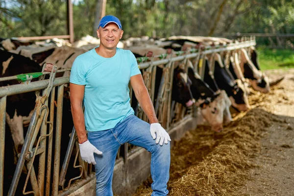 Hombre agricultor está trabajando en granja con vacas lecheras. — Foto de Stock